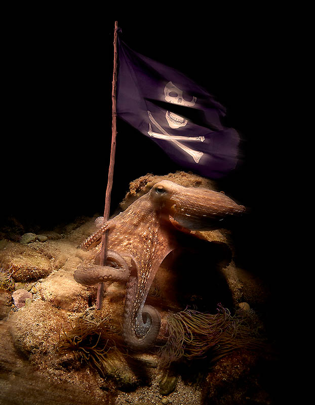 octopus with a pirate flag