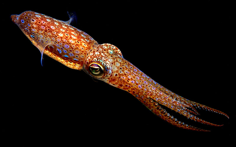 bobtail squid swimming