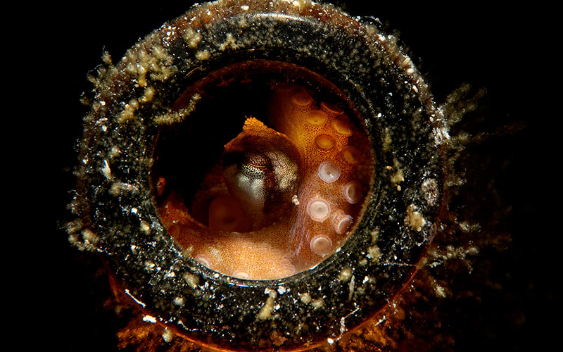 juvenile common octopus in a beer bottle