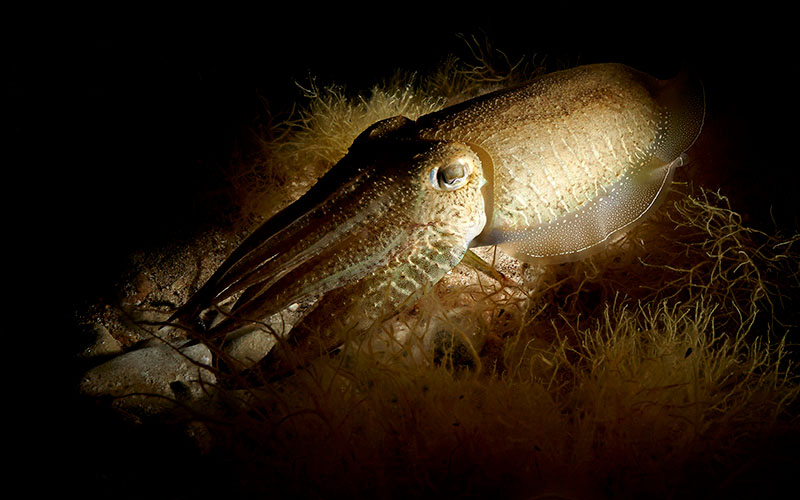 cuttlefish swimming