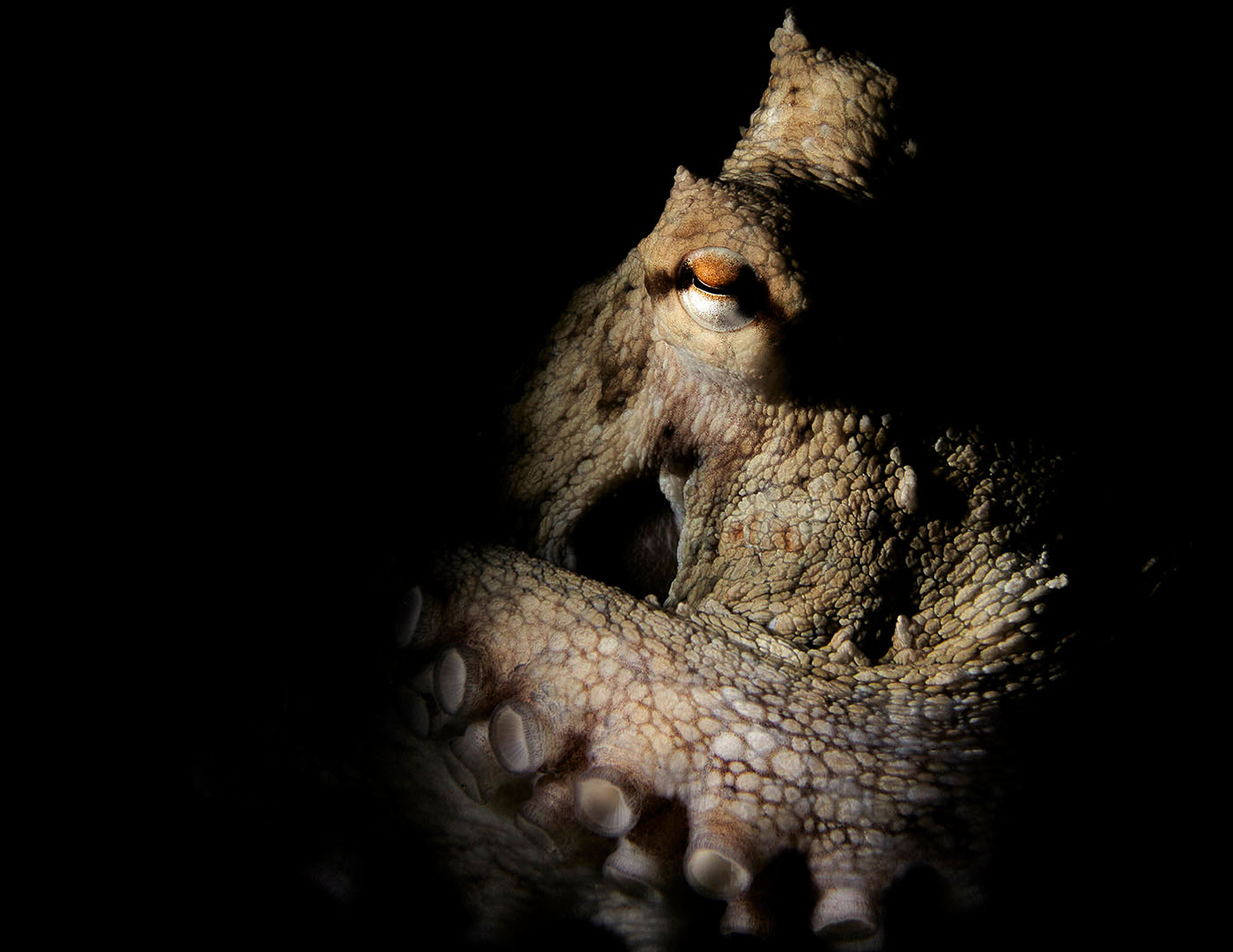 common octopus portrait