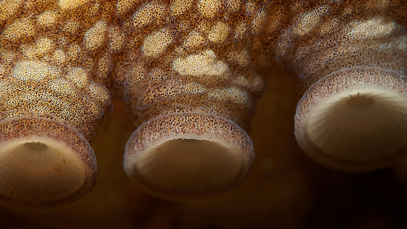 octopus suckers close up