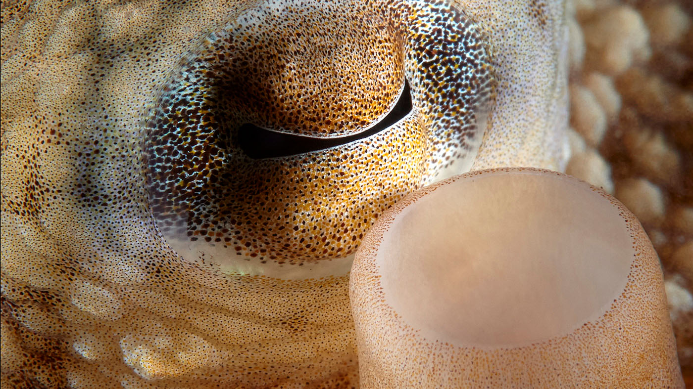 octopus eye and funnel close up