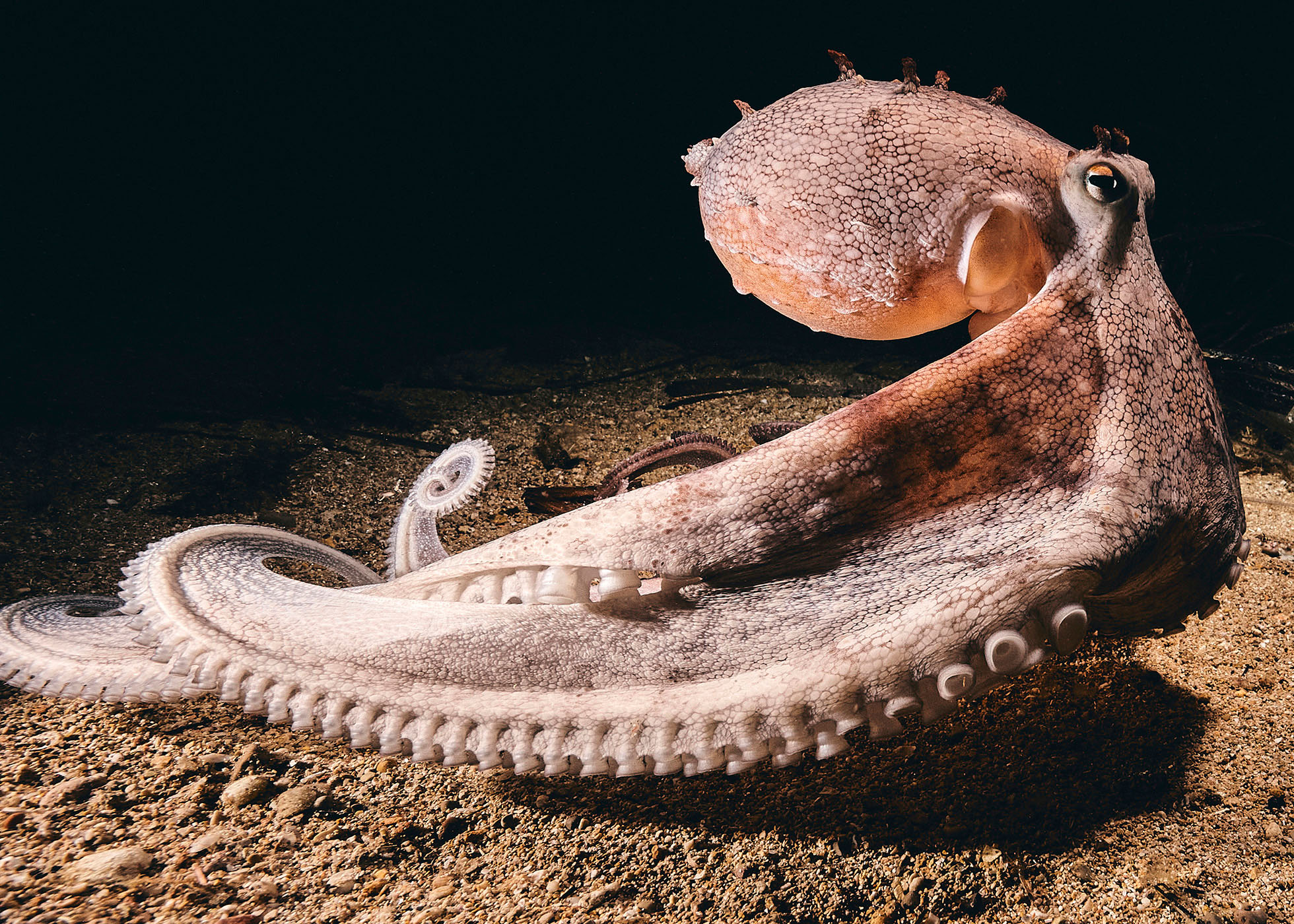 common octopus ready to strike