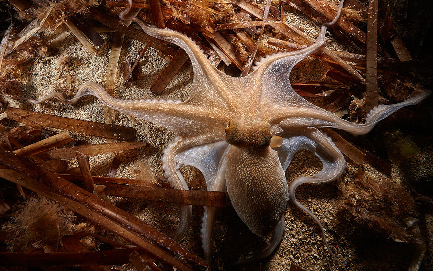 octopus crawling on seabed