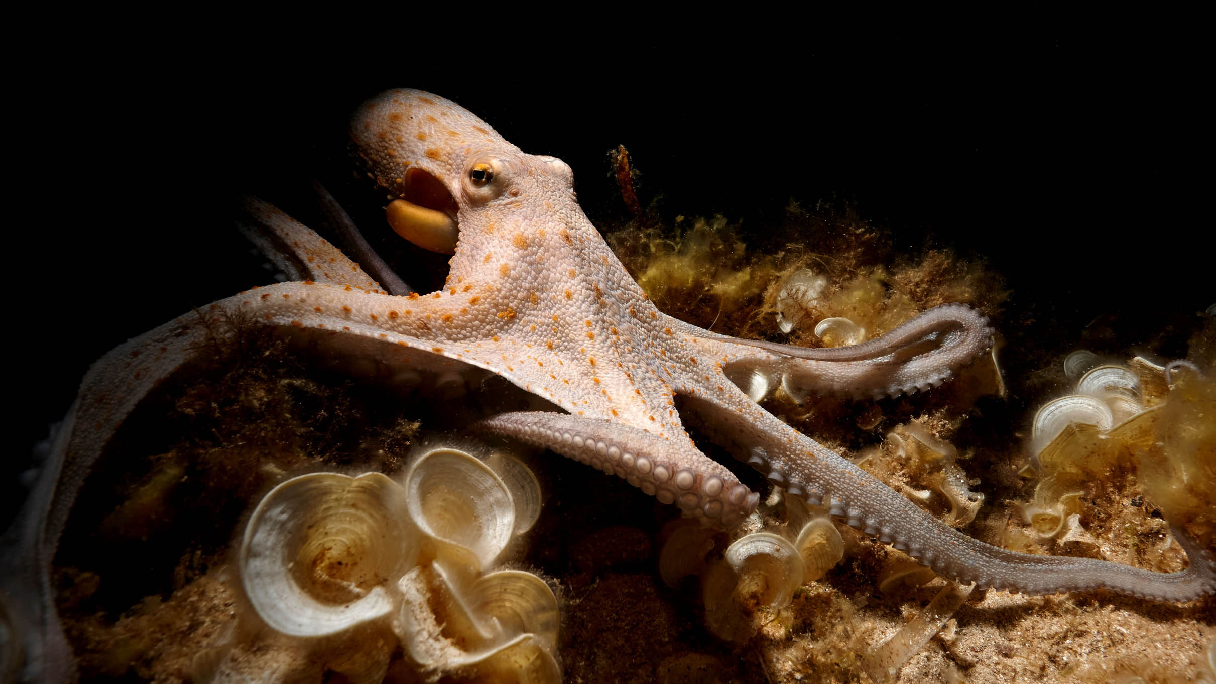 octopus suckers close up