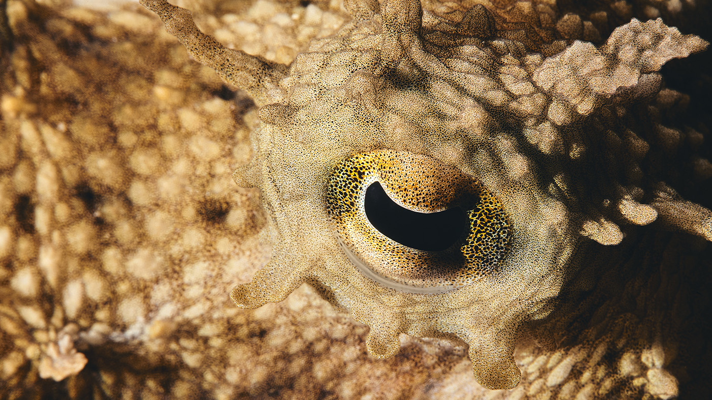 octopus eye and funnel close up