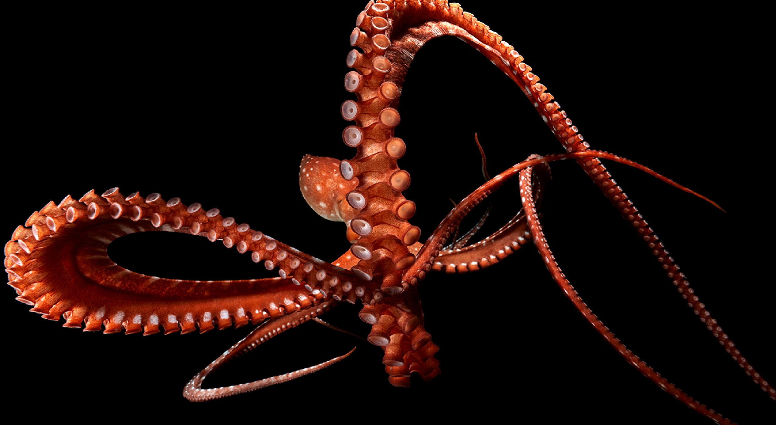 common octopus ready to strike