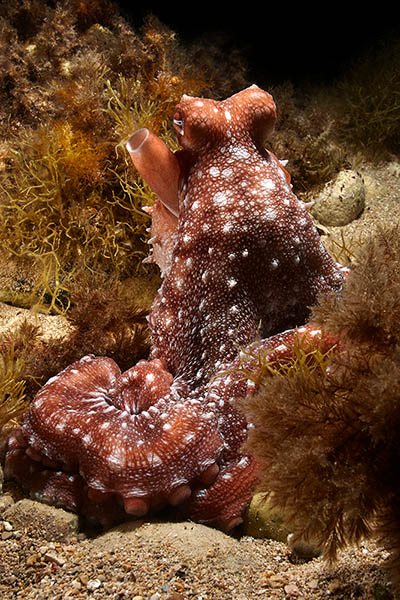 white spotted octopus callistoctopus macropus