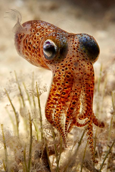 bobtail squid