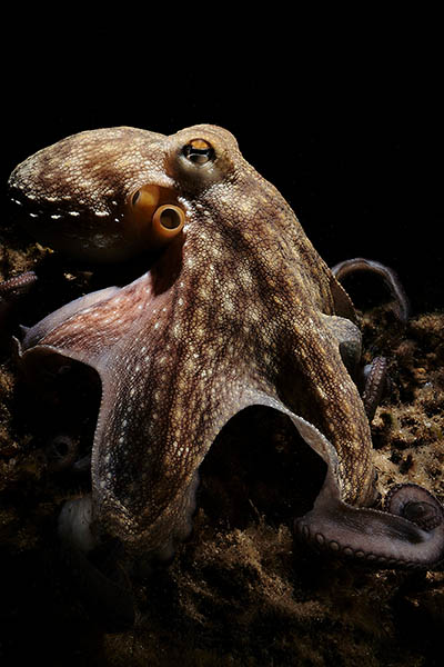 common octopus