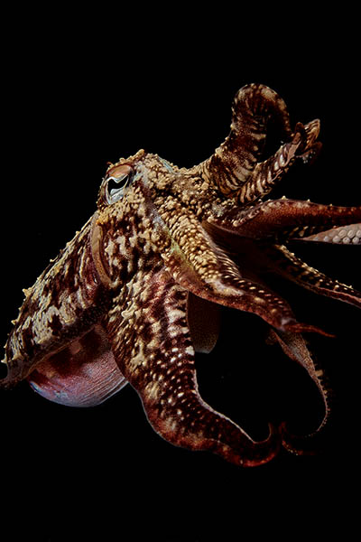 cuttlefish sepia oficinalis