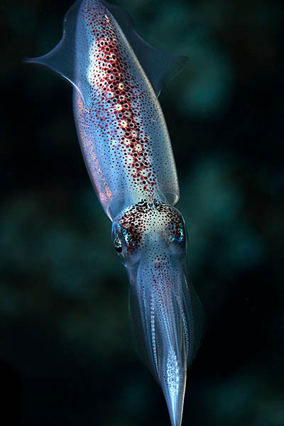 juvenile longfinned european squid