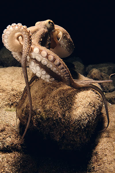 top model octopus ninji