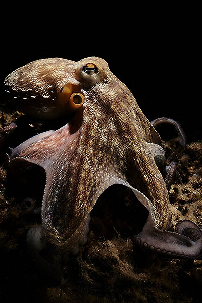 top model common octopus azahra