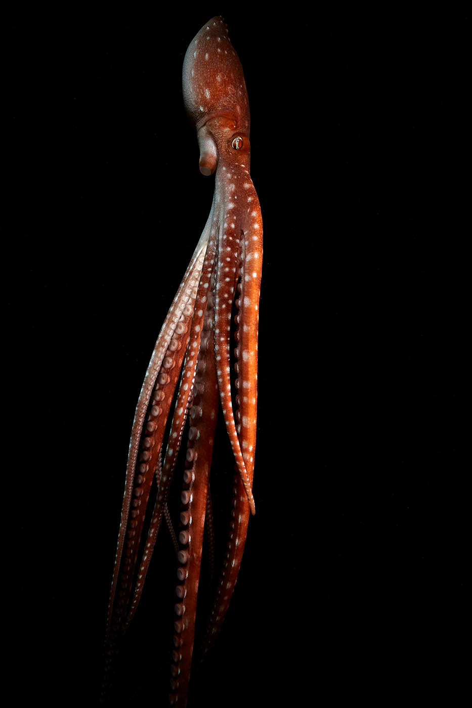 top model white spotted octopus super pulpon