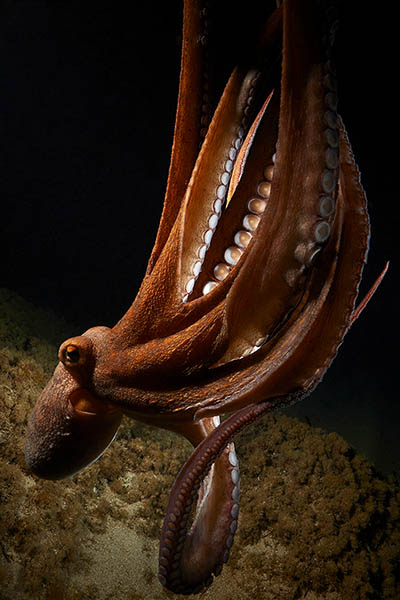 top model octopus angelica