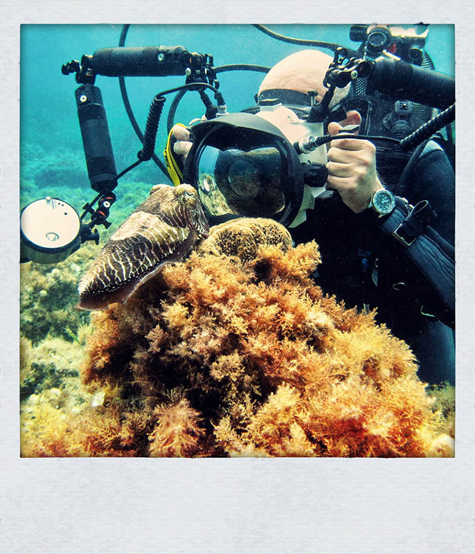 octoparazzo taking a photo of cuttlefish